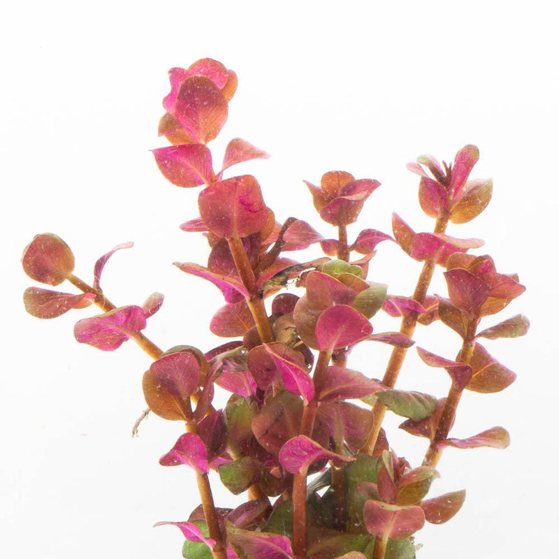 Rotala Macrandra Mini Pink Aquatic Plant - Buce Plant