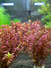 Rotala Macrandra Mini Butterfly UNS Tissue Culture Aquatic Plant - Buce Plant
