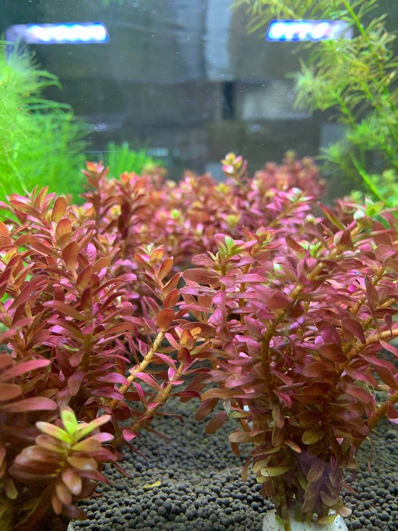 Rotala Macrandra Mini Butterfly UNS Tissue Culture Aquatic Plant - Buce Plant
