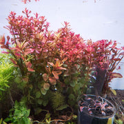 Rotala Macrandra Mini Butterfly UNS Tissue Culture Aquatic Plant - Buce Plant