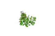 Rotala Macrandra Mini Pink Aquatic Plant - Buce Plant