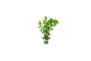 Rotala Macrandra Mini Pink Aquatic Plant - Buce Plant