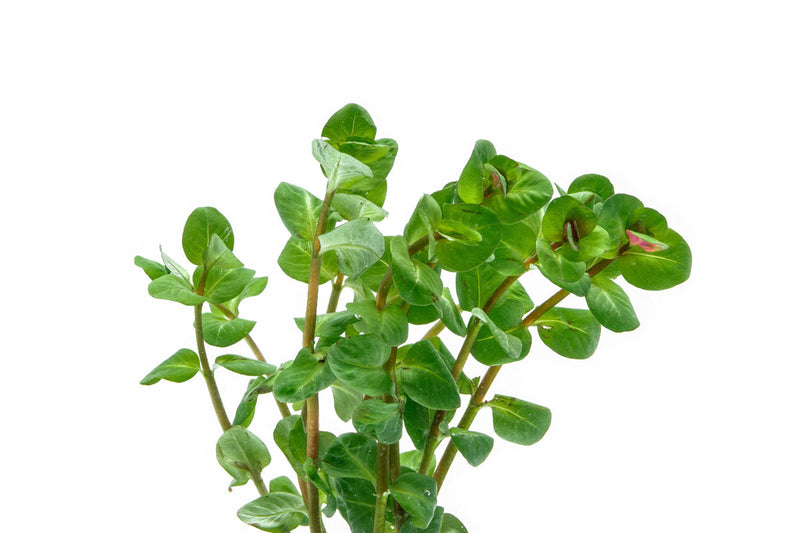 Rotala Macrandra Mini Pink Aquatic Plant - Buce Plant