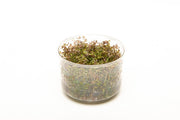 Rotala Macrandra Mini Red UNS Tissue Culture Tissue Culture - Buce Plant