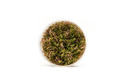 Rotala Macrandra Mini Red UNS Tissue Culture Tissue Culture - Buce Plant