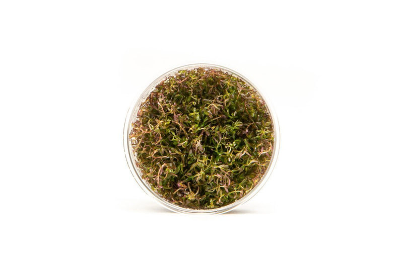 Rotala Macrandra Mini Red UNS Tissue Culture Tissue Culture - Buce Plant