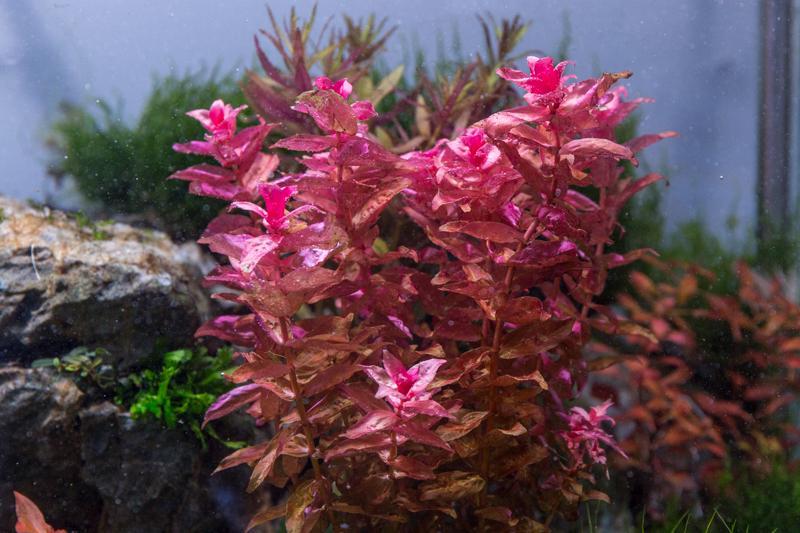 Red Rotala Macrandra aquatic plant from IS with vibrant red stems and green leaves, ideal for freshwater aquariums.