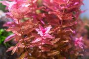 Red Rotala Macrandra aquatic plant from IS, showing vibrant red stems and green leaves suitable for freshwater aquariums.