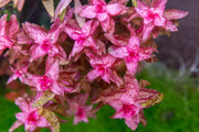 Red Rotala Macrandra aquatic plant from IS showcasing vibrant red stems and lush green leaves in an aquatic environment.