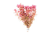 Red Rotala Macrandra aquatic plant from IS, featuring vibrant red stems and lush green leaves, ideal for freshwater aquariums.