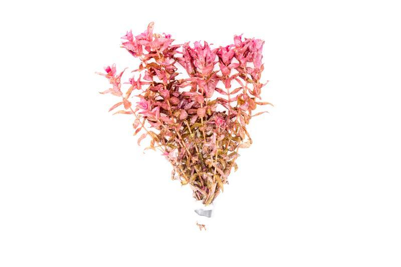 Red Rotala Macrandra aquatic plant from IS, featuring vibrant red stems and lush green leaves, ideal for freshwater aquariums.