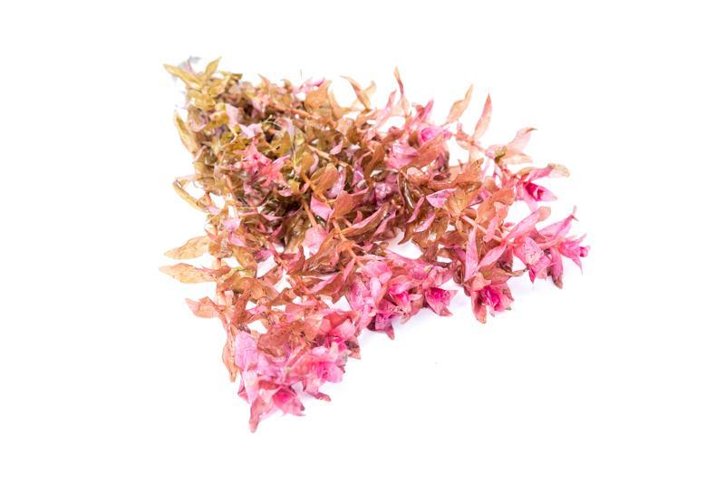 Red Rotala Macrandra aquatic plant from IS with vibrant red stems and green leaves, ideal for freshwater aquariums.