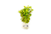 Healthy Rotala Macrandra Yellow aquatic plant from IS, showcasing vibrant yellow-green stems and fine leaf details.