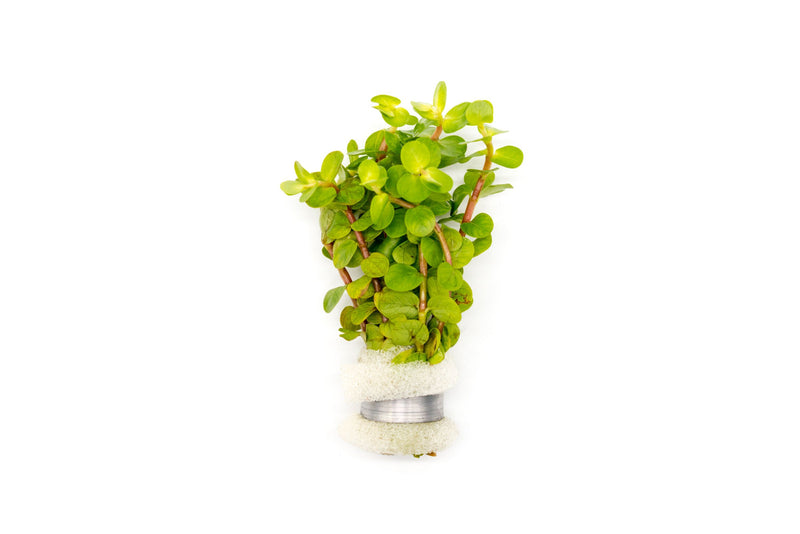 Healthy Rotala Macrandra Yellow aquatic plant from IS, showcasing vibrant yellow-green stems and fine leaf details.