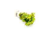 Bright yellow Rotala Macrandra aquatic plant from IS, with slender stems and vibrant leaves ideal for freshwater aquariums.