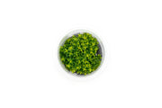 Rotala Macrandra Yellow Aquatic Farmer Tissue Culture Aquatic Plant - Buce Plant