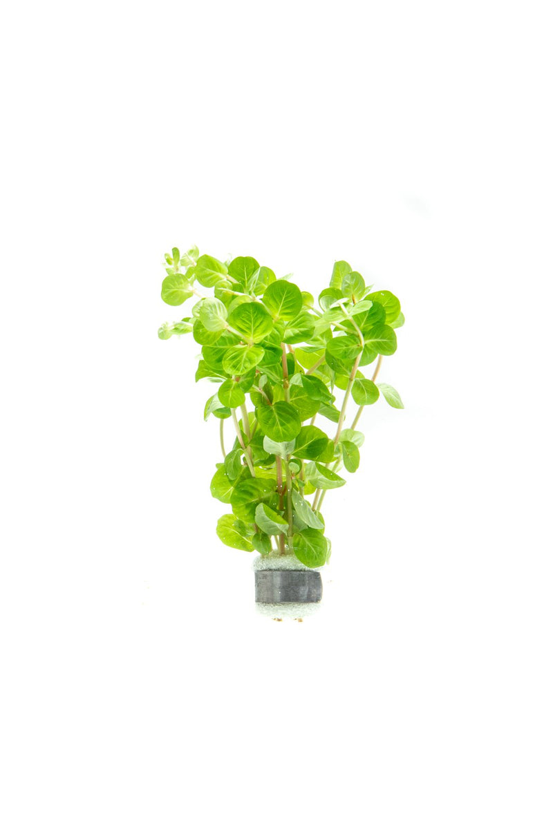 Healthy Rotala Manipurensis aquatic plant from CPA with vibrant green stems and fine leaves, ideal for freshwater aquariums.