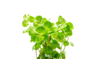 Healthy Rotala Manipurensis aquatic plant from CPA with vibrant green stems and finely textured leaves, suitable for freshwater aquariums.