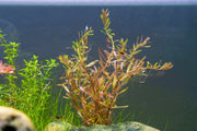Healthy Rotala Manipurensis aquatic plant from CPA with vibrant green stems and delicate leaves for freshwater aquariums.