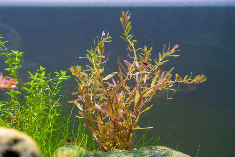 Healthy Rotala Manipurensis aquatic plant from CPA with vibrant green stems and delicate leaves for freshwater aquariums.