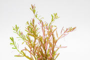 Healthy Rotala Manipurensis aquatic plant from CPA with vibrant green stems and delicate leaves, ideal for freshwater aquariums.
