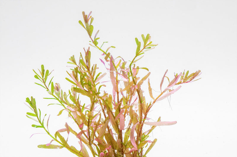 Healthy Rotala Manipurensis aquatic plant from CPA with vibrant green stems and delicate leaves, ideal for freshwater aquariums.