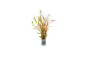 Healthy Rotala Manipurensis aquatic plant from CPA with vibrant green stems and delicate leaves, ideal for freshwater aquariums.