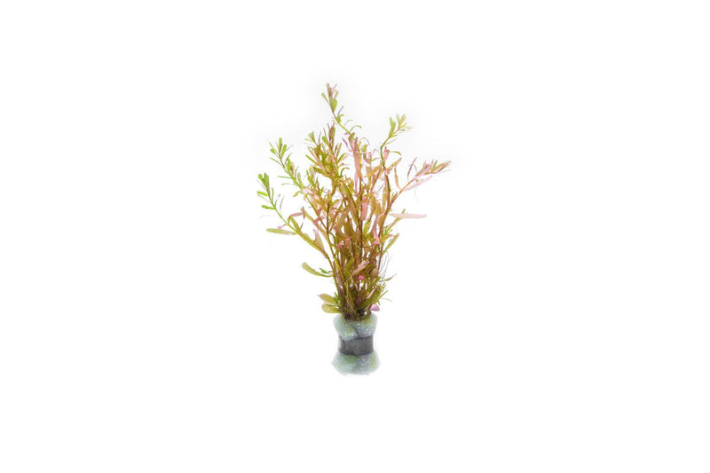 Healthy Rotala Manipurensis aquatic plant from CPA with vibrant green stems and delicate leaves, ideal for freshwater aquariums.