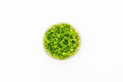 Rotala Manipurensis Tissue Culture — Buce Plant