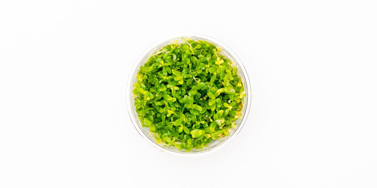 Rotala Manipurensis Tissue Culture — Buce Plant