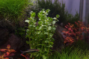 Healthy Rotala Mexicana aquatic plant from ACW, with vibrant green and red stems, ideal for freshwater aquariums.