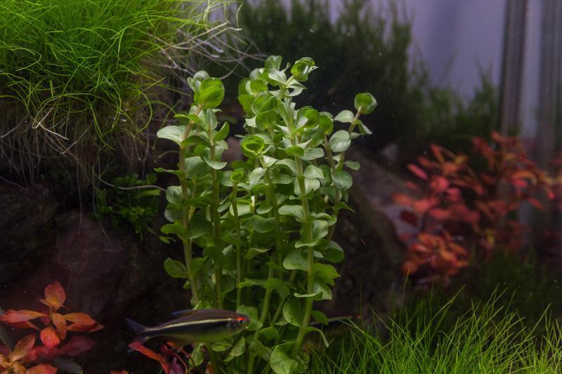 Healthy Rotala Mexicana aquatic plant from ACW, with vibrant green and red stems, ideal for freshwater aquariums.
