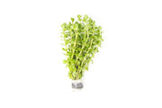 Healthy Rotala Mexicana aquatic plant from ACW, showcasing its vibrant green and red stems, ideal for freshwater aquariums.