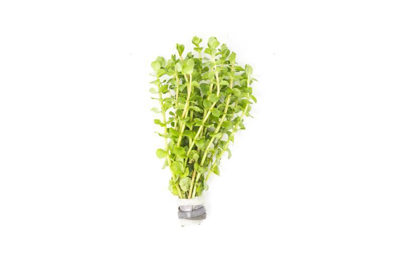 Healthy Rotala Mexicana aquatic plant from ACW, showcasing its vibrant green and red stems, ideal for freshwater aquariums.