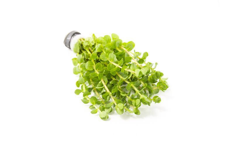 Healthy Rotala Mexicana aquatic plant from ACW with vibrant green stems and leaves, ideal for freshwater aquariums.