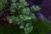 Healthy Rotala Mexicana aquatic plant from ACW, with vibrant green and red stems, ideal for freshwater aquariums.