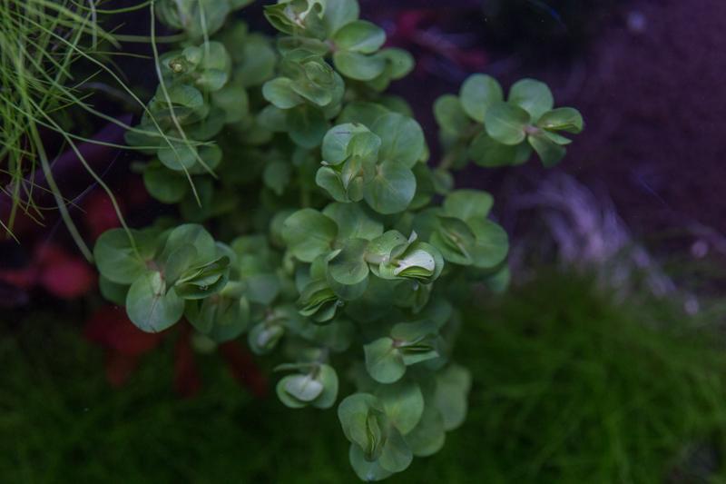 Healthy Rotala Mexicana aquatic plant from ACW, with vibrant green and red stems, ideal for freshwater aquariums.