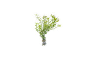 Healthy Rotala Mexicana aquatic plant from ACW with vibrant green stems and fine leaves for freshwater aquariums.