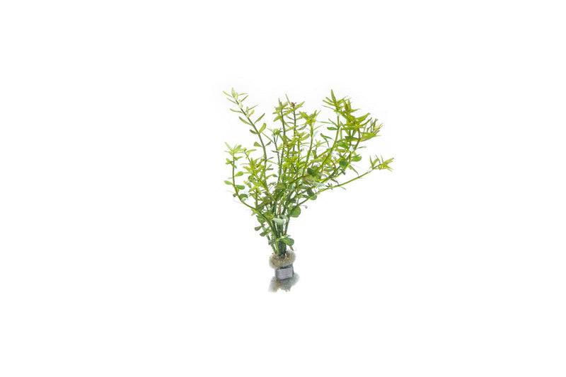 Healthy Rotala Mexicana aquatic plant from ACW with vibrant green stems and fine leaves for freshwater aquariums.