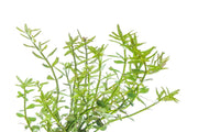 Healthy Rotala Mexicana aquatic plant from ACW with vibrant green and red stems for freshwater aquariums.