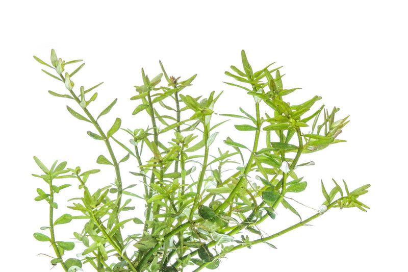 Healthy Rotala Mexicana aquatic plant from ACW with vibrant green and red stems for freshwater aquariums.