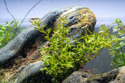 Healthy Rotala Mexicana aquatic plant from ACW with vibrant green stems and fine leaves, ideal for freshwater aquariums.