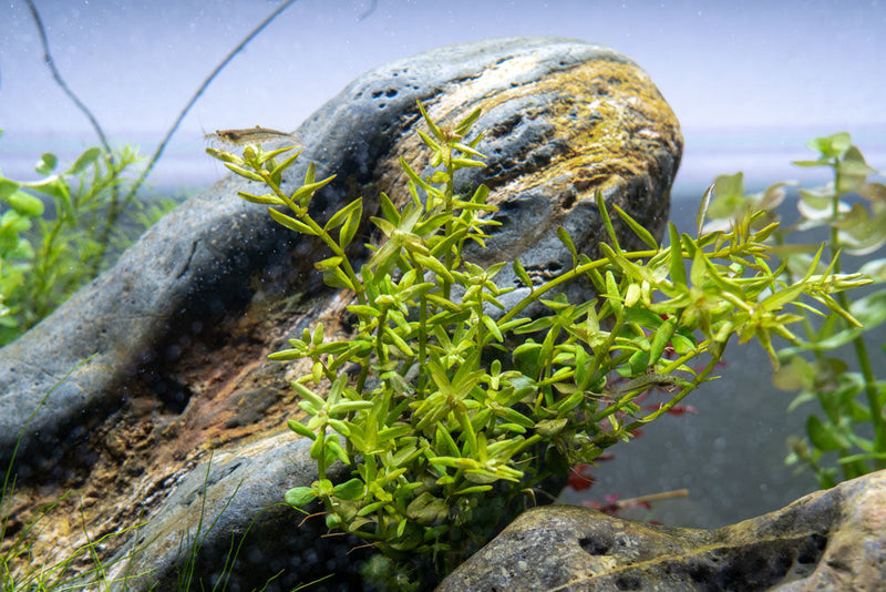 Healthy Rotala Mexicana aquatic plant from ACW with vibrant green stems and fine leaves, ideal for freshwater aquariums.