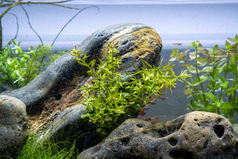Healthy Rotala Mexicana aquatic plant from ACW showing vibrant green and red stems, suitable for freshwater aquariums.