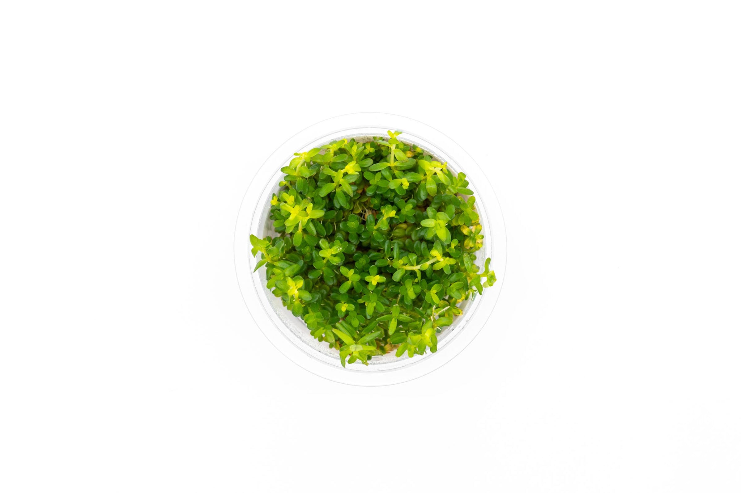 Rotala Mexicana Aquatic Farmer Tissue Culture — Buce Plant