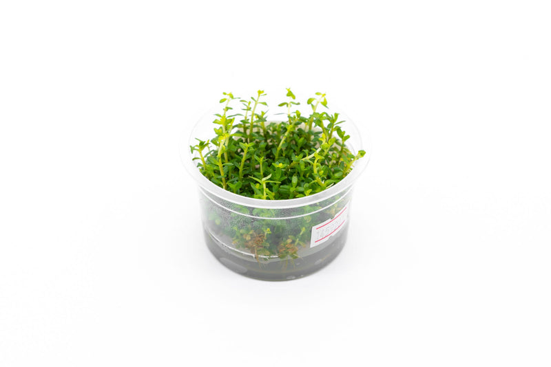 Rotala Mexicana Aquatic Farmer Tissue Culture Tissue Culture - Buce Plant
