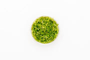 Rotala Mexicana Bangladesh UNS Tissue Culture Tissue Culture - Buce Plant
