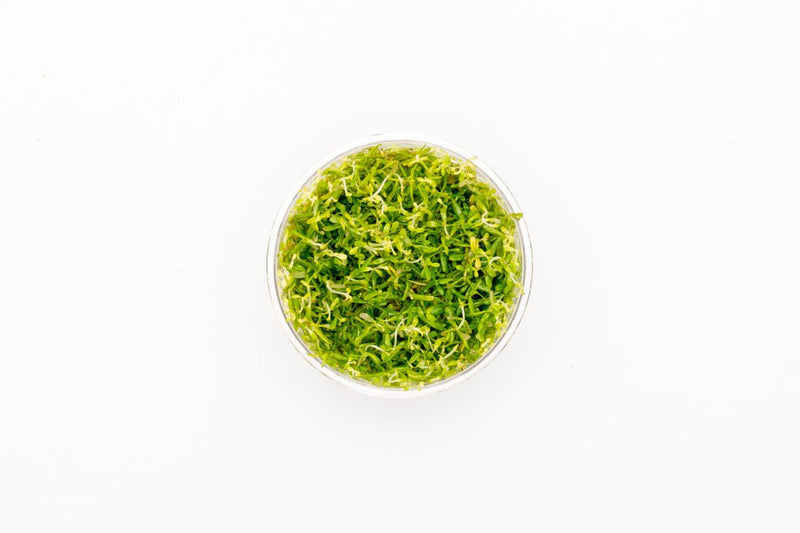 Rotala Mexicana Bangladesh UNS Tissue Culture Tissue Culture - Buce Plant