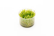 Rotala Mexicana Bangladesh UNS Tissue Culture Tissue Culture - Buce Plant