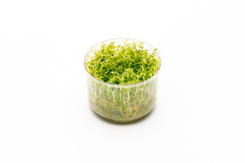 Rotala Mexicana Bangladesh UNS Tissue Culture Tissue Culture - Buce Plant